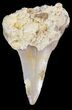 Colorful Fossil Mako Tooth In Matrix - Morocco #44283-1